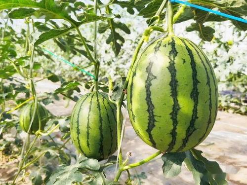 吃甜的瓜想吐,揭秘吃甜瓜想吐的真相