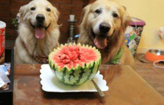 狗狗可以吃秋瓜,狗狗也能享用的健康零食