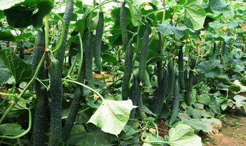 立夏节气可以吃瓜吗,畅享瓜果清凉时光