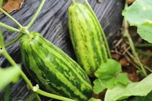 宁波慈溪吃瓜,探寻宁波慈溪的夏日美食风情