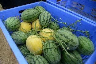 QQ各种吃瓜群,揭秘网络社交圈的“瓜田”盛景