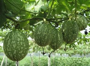 吊瓜怎样吃的,解锁吊瓜的多彩食法