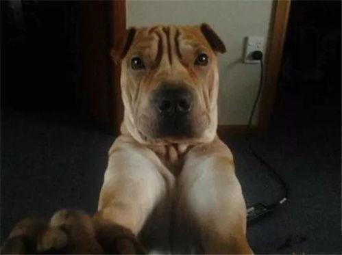 小狗吃瓜文案搞笑视频