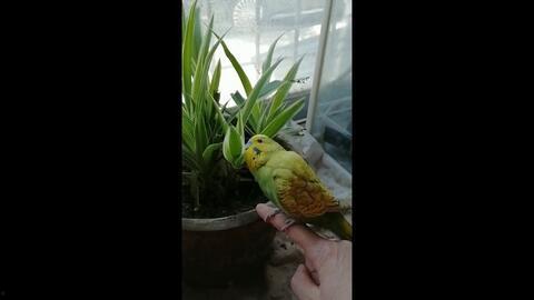 小黄吃瓜录音,揭秘娱乐圈幕后真相