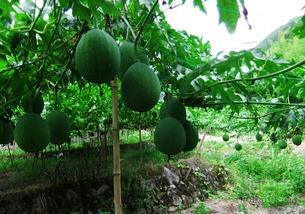 吃吊瓜直播,吊瓜美食盛宴