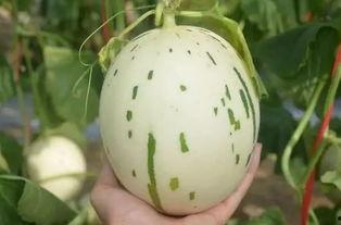 吃流星蜜瓜,探寻流星蜜瓜的独特魅力