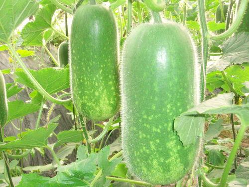 吃瓜1506,一场全民热议的瓜界盛宴